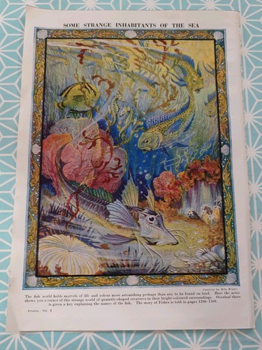 Vintage print fish coral - fish,