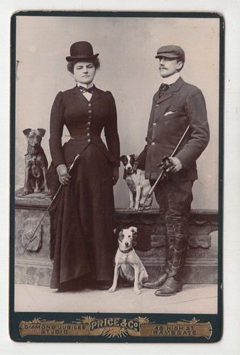 Couple dogs terriers - couple, 3