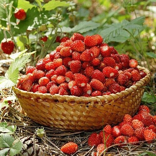 Wild strawberry queen - strawberry,