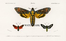 LARGE - 1849 D'Orbigny Death