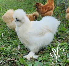 6+ PUREBRED SILKIE MIX COLOR