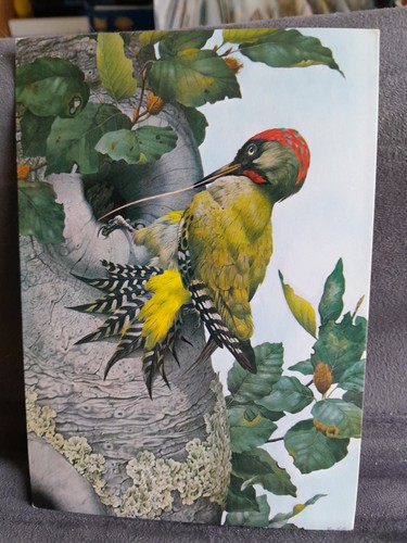 Green woodpecker 34691 - green,