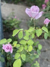 Reduced! Rose Blue Moon (HT)