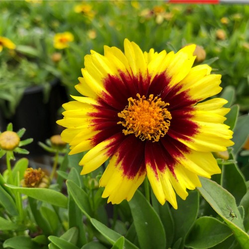 Coreopsis hybrida uptick - coreopsis,