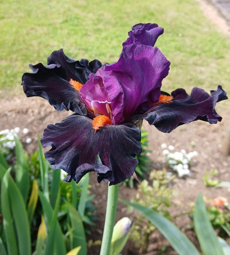 Dark purple bearded iris - dark,