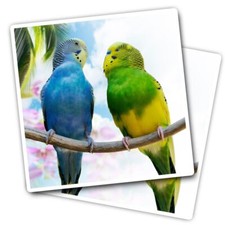 2x Vinyl Stickers Pretty Budgie Pair Love Birds #63236