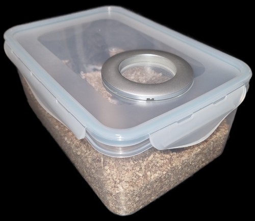 Isopod colony starter - colony,
