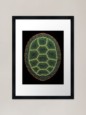 The Great Turtle Shell Framed