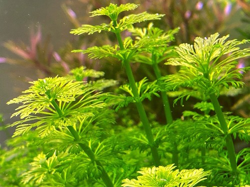 10x submerged limnophila - 10x,