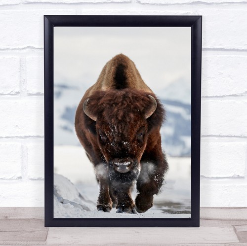 Bison incoming wildlife wild - bison,