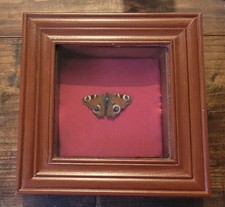 Vintage Peacock Butterfly Taxidermy in 22cm Wooden Boxed Frame