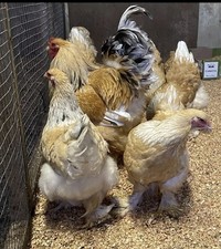 SIX x lemon Pyle BRAHMA L/F eggs 