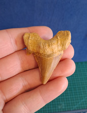 X Large Otodus Obliquus Fossil