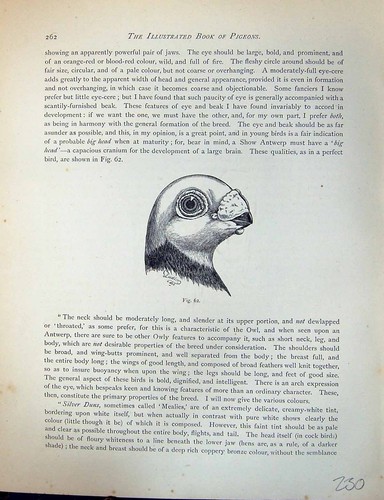 Original old antique - antique, print