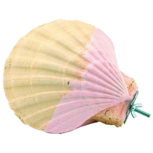 Edible calcium clam - calcium,
