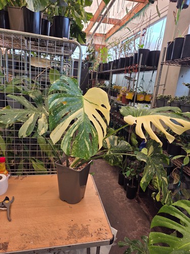 Monstera thai constillation - thai,