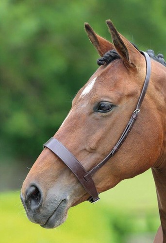 Shires velociti gara hunter - gara,