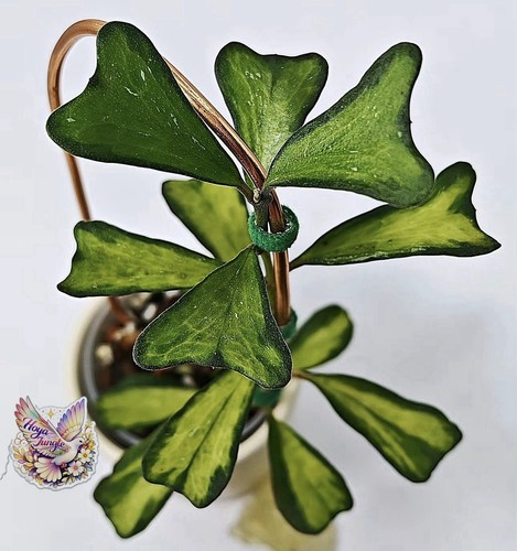 Hoya manipurensis philo - ,