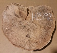 Old hornbeam burr burl cookie - hornbeam,