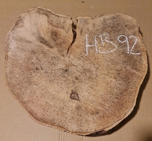 Old hornbeam burr burl - old,