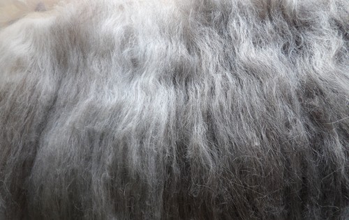 Grey wolf blend carded - blend, wool