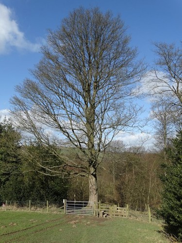 Photo path into royd house - photo,