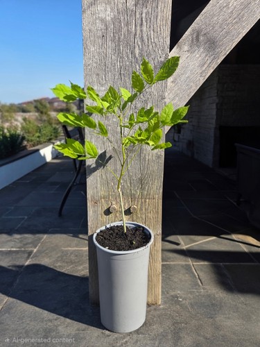 Wisteria tree litre pot - in,
