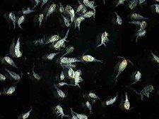 Live Fish Food Tropical Marine Bloodworm Daphnia Tubifex Brine Shrimp