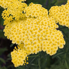 Achillea Sunny Seduction