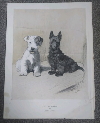 Vintage cecil aldin - aldin, "the