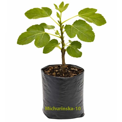 Michurinska fig tree - tree., the