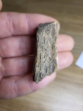 Theropod Fossil Dinosaur Struthiomimus? T-rex? Raptor? Hell Creek (Ref 7716)