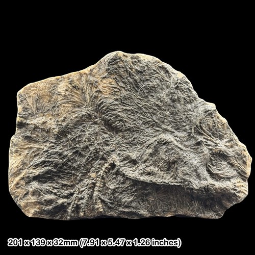 Pentacrinites large crinoid - pentacrinites,