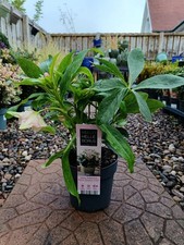 Hellebore Double Pink | 3 L