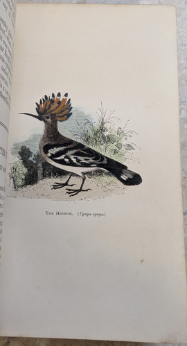 Natural history selborne by - natural,
