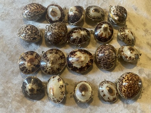 Large vintage cowrie shell - large,