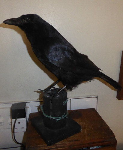 Taxidermy crow not - not, raven