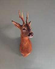 Taxidermy Roe Deer, Skulls