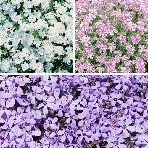 Set creeping phlox - of,