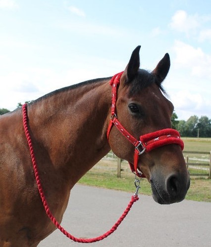 New mink padded horse cob - new,