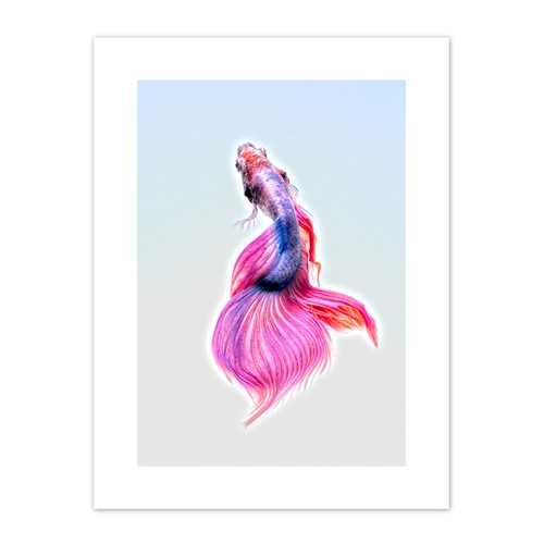 Siamese fighting fish - fighting,
