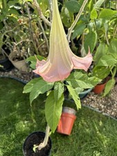 Brugmansia Pink Angel's Trumpet Plant