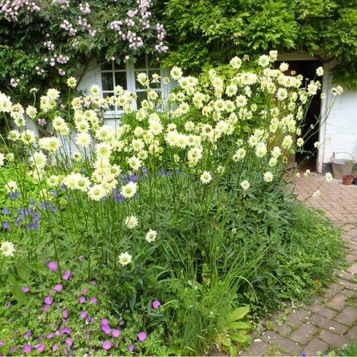 Cephalaria gigantea - ,