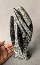 Orthoceras Nautilus fossil