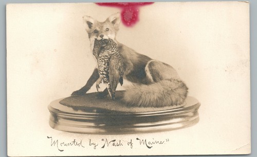 Stuffed fox - stuffed,