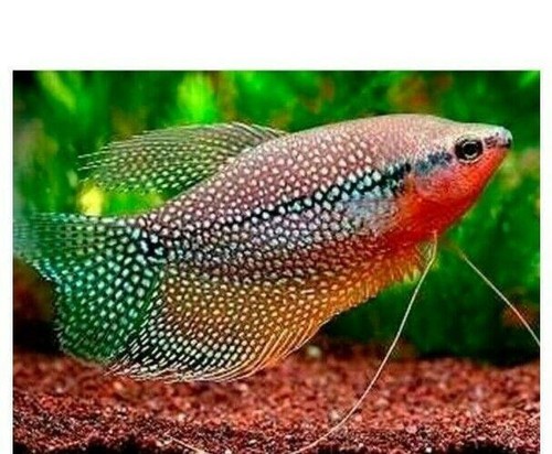 Pearl gourami inch unsexed - gourami,