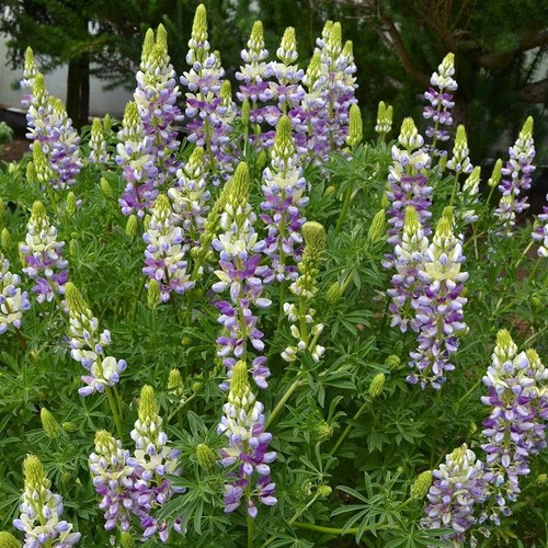 Lavender spires tree lupin - tree,