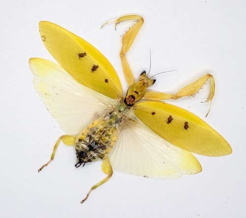 Mantidae orchid mantis - -orchid,