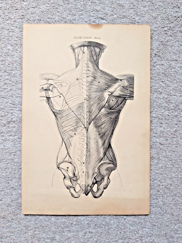 Back antique anatomy - antique,