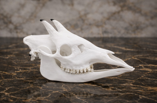 Okapi skull replica realistic - okapi,